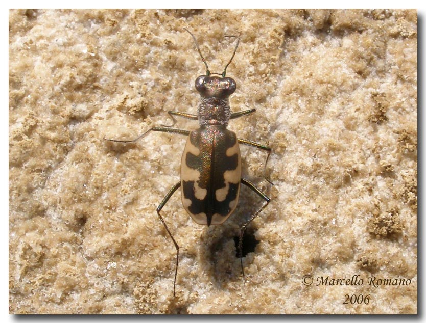 Cephalota litorea goudoti, Cicindela della steppa salata